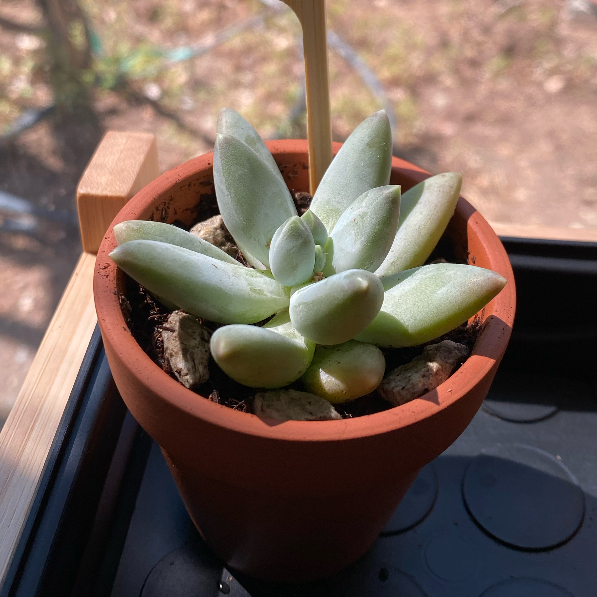 Photo of the plant species Pachyphytum hookeri by @nemosomen named The Kraken on Greg, the plant care app