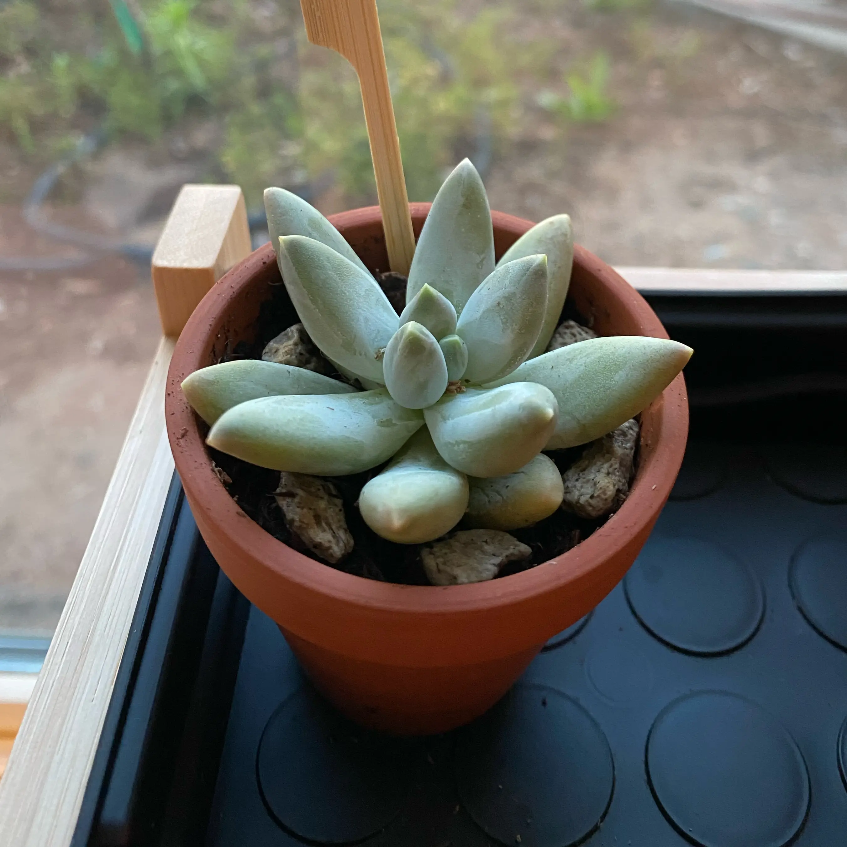 Photo of the plant species Pachyphytum hookeri by @nemosomen named The Kraken on Greg, the plant care app