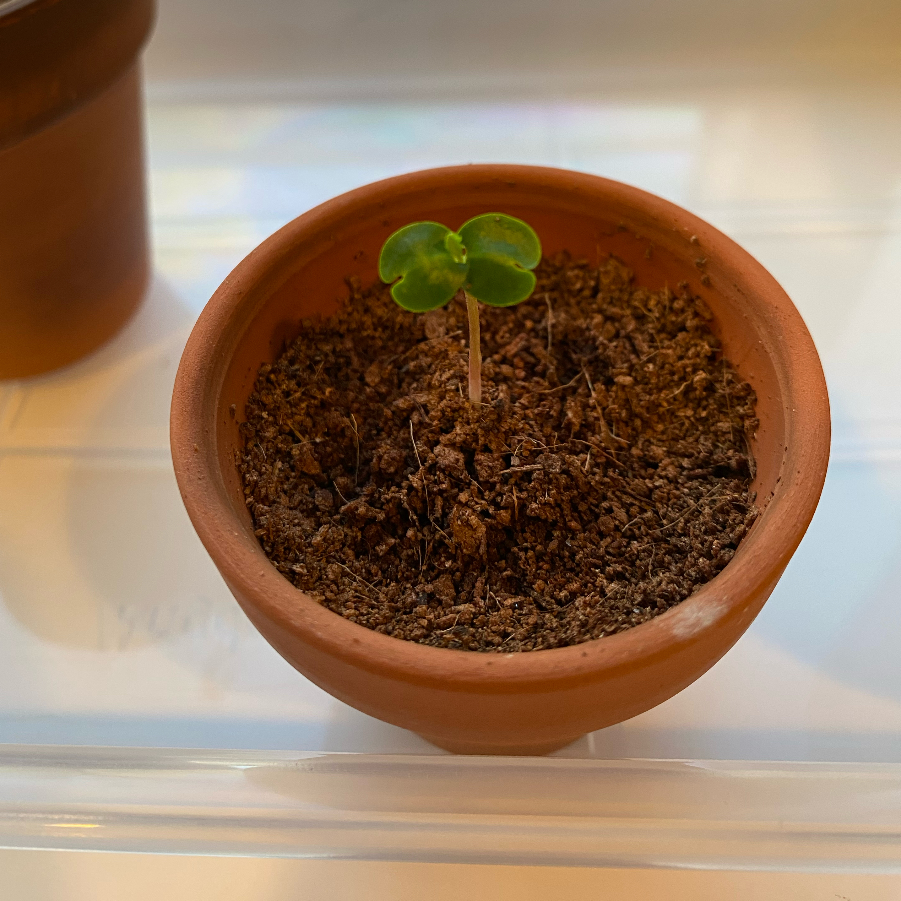 Photo of the plant species Blue Jacaranda by @nemosomen named Bluey on Greg, the plant care app