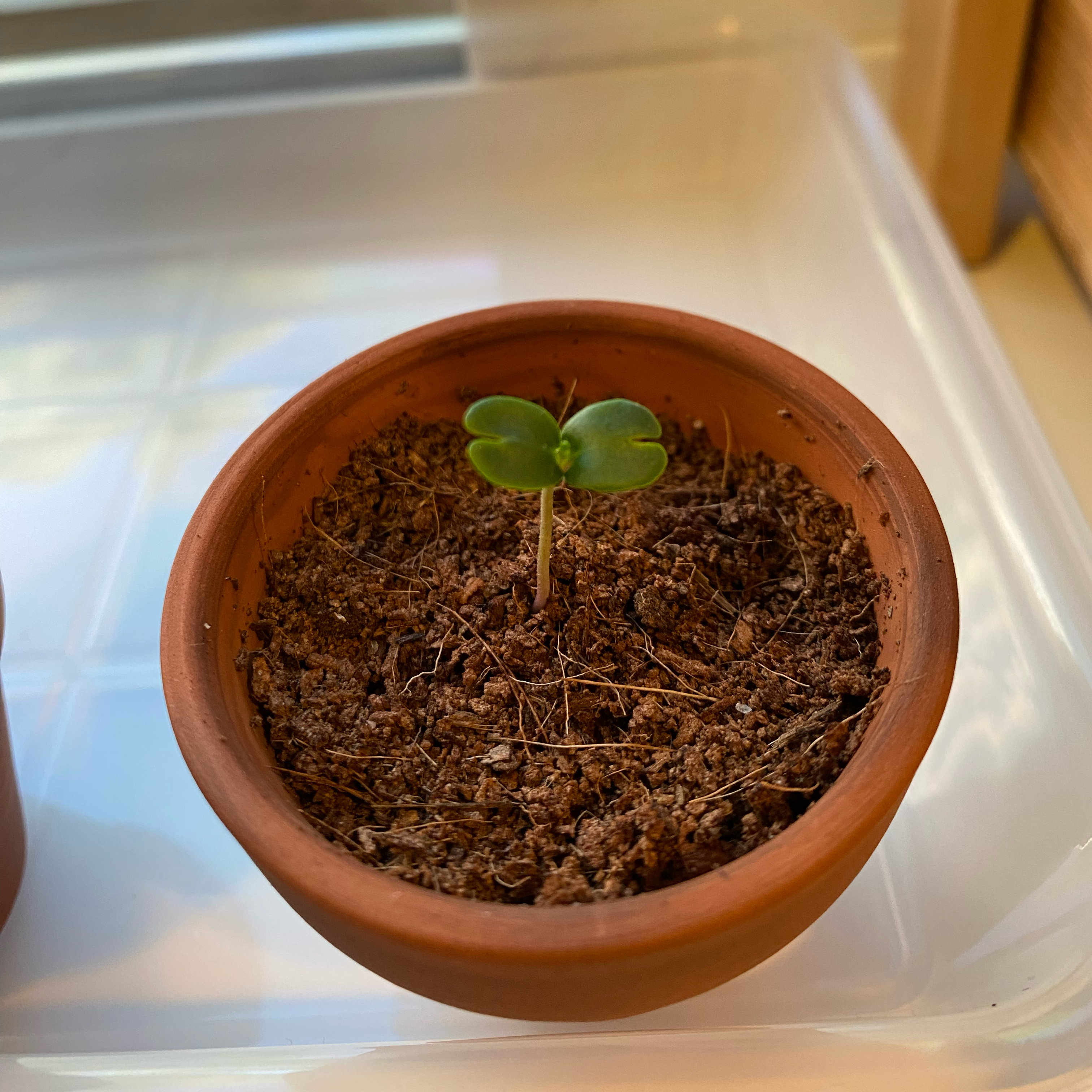Photo of the plant species Blue Jacaranda by @nemosomen named Bingo on Greg, the plant care app