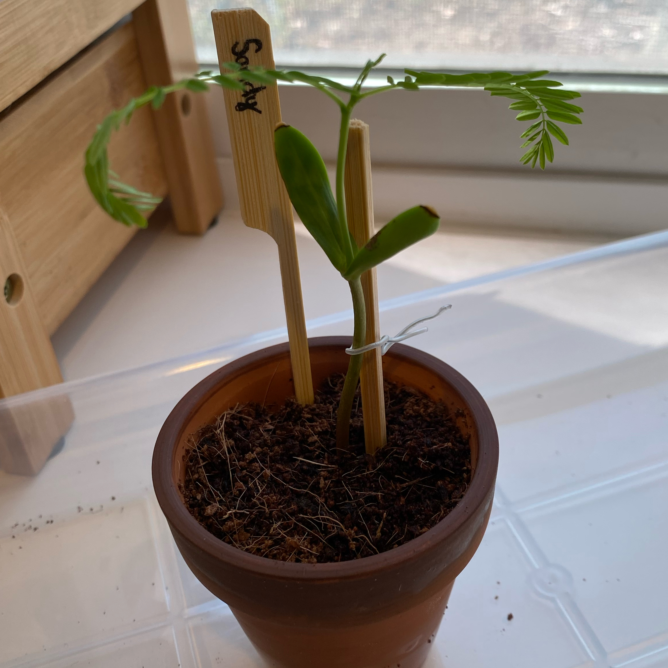 Photo of the plant species Royal Poinciana by @nemosomen named Sandy on Greg, the plant care app