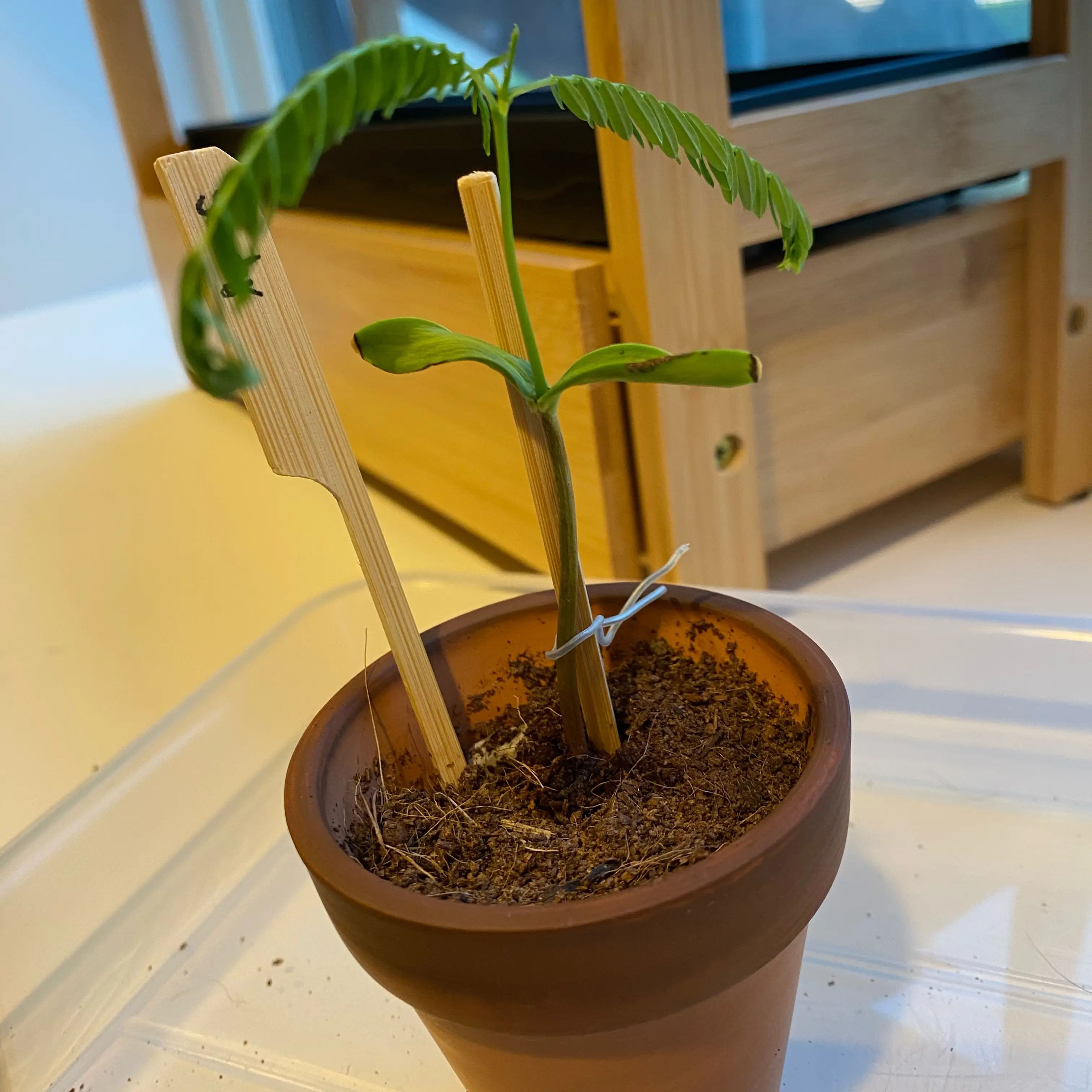 Photo of the plant species Royal Poinciana by @nemosomen named Sandy on Greg, the plant care app