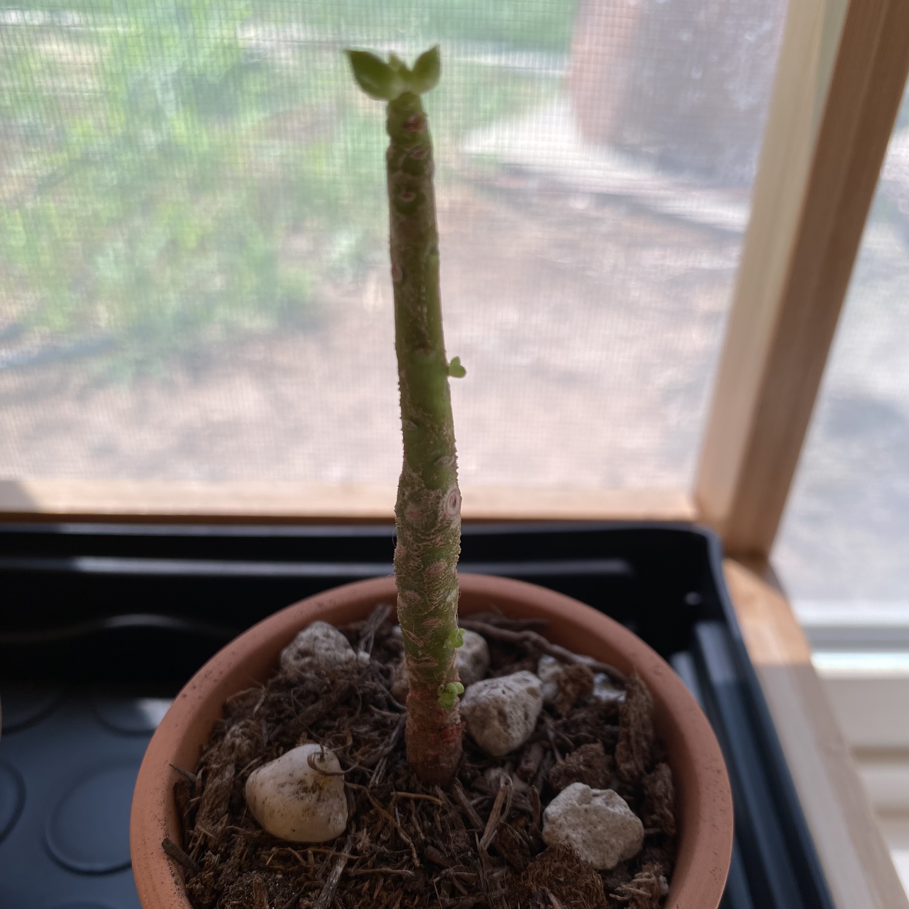 Photo of the plant species Sedeveria 'Letizia' by @nemosomen named Larry on Greg, the plant care app
