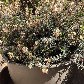 Photo of the plant species Alpine Heath by @TidyMira25 named Sherlock on Greg, the plant care app