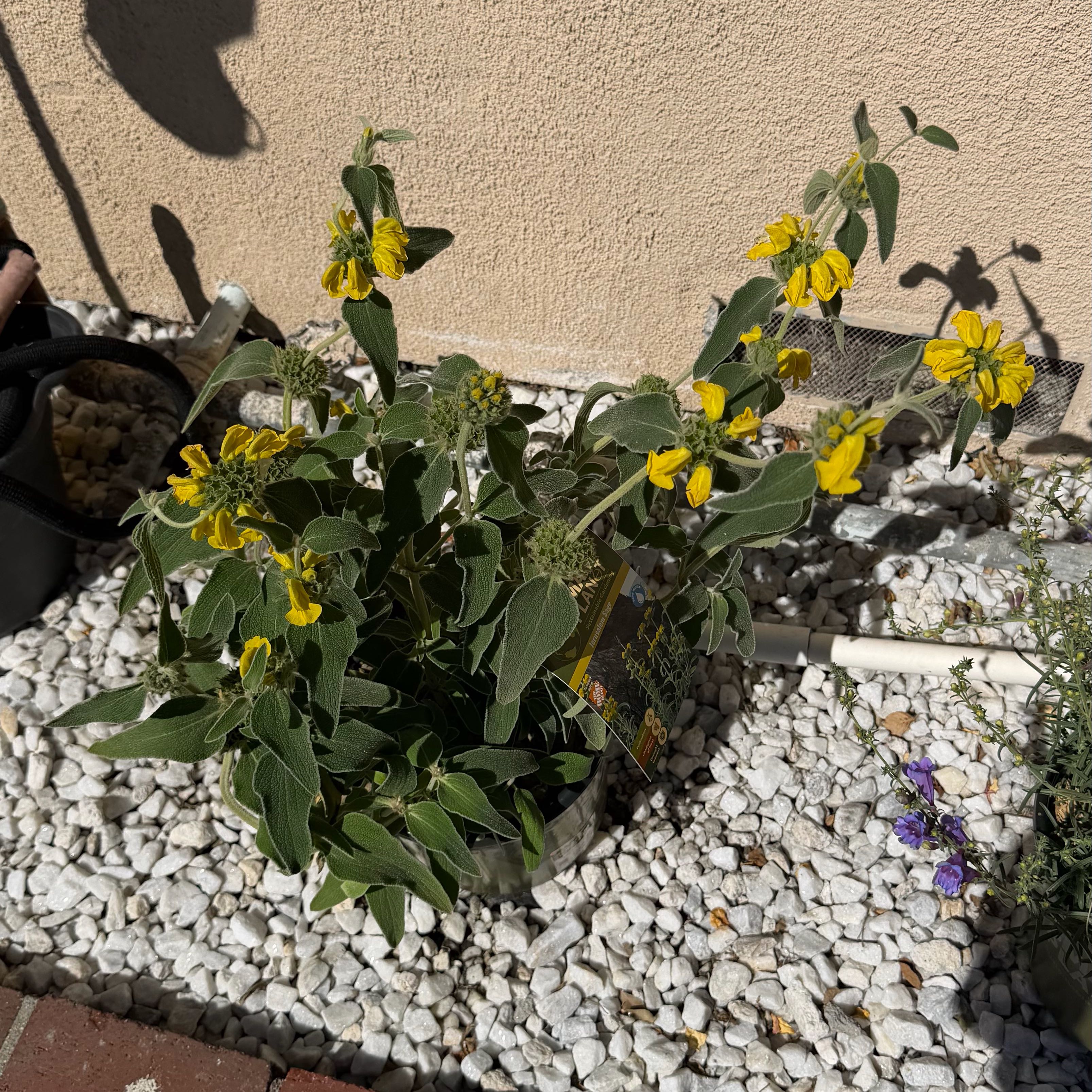 Photo of the plant species Jerusalem Sage by @HipCapeivy84 named Athena on Greg, the plant care app
