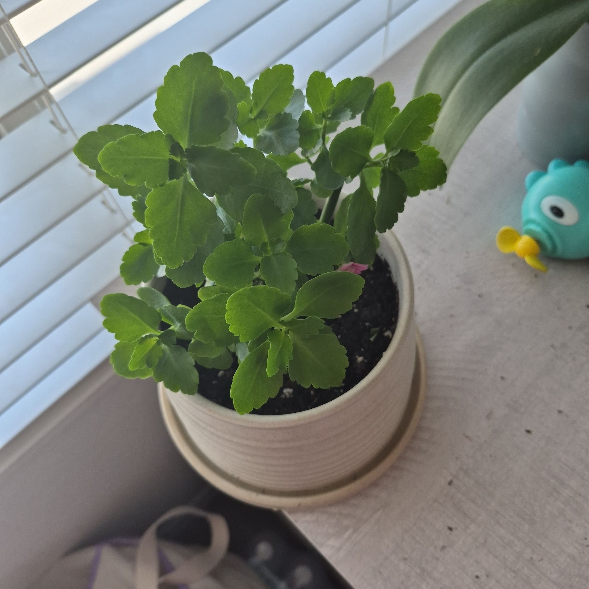 Photo of the plant species Kalanchoe by @FocusedGuasca31 named Bellatrix on Greg, the plant care app