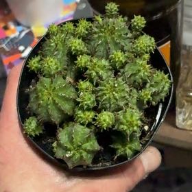 Photo of the plant species Euphorbia submammillaris by @TalentedCacto45 named ChloroPhil on Greg, the plant care app