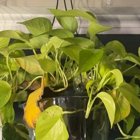 Neon Pothos
