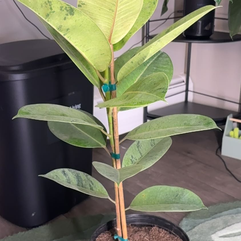 Photo of the plant species Ficus Moonshine by @lynnluvsplants named Ficus Moonshine on Greg, the plant care app