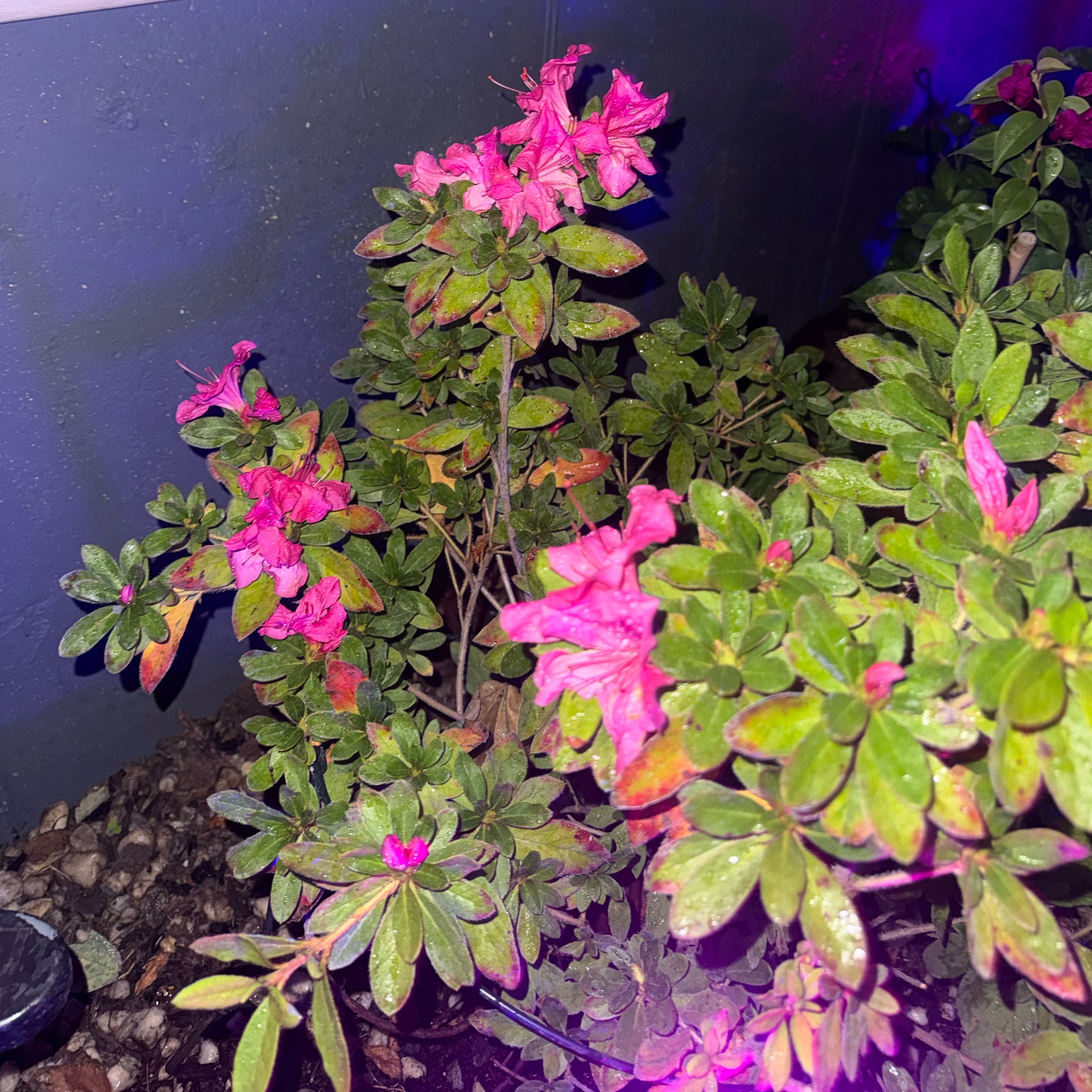 Photo of the plant species Virginian Rose by @NewSweetbox5 named Marilyn on Greg, the plant care app