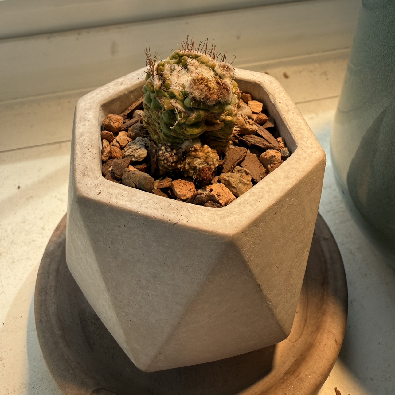 Photo of the plant species Notocactus by @TidyClubmoss86 named Shaqtus on Greg, the plant care app