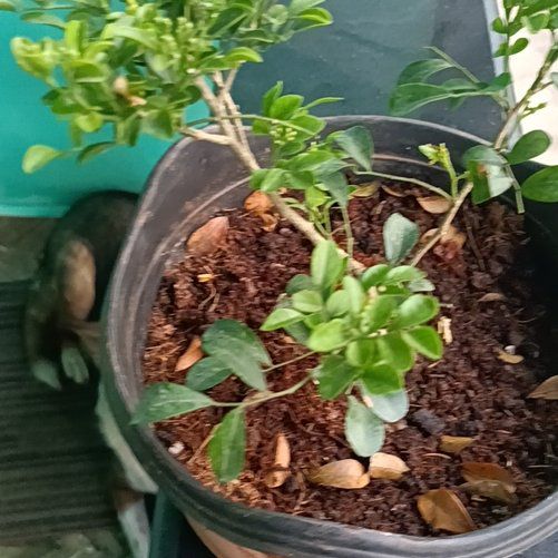 Photo of the plant species Orange Jasmine by @SpiffyLionsmane named Madonna on Greg, the plant care app