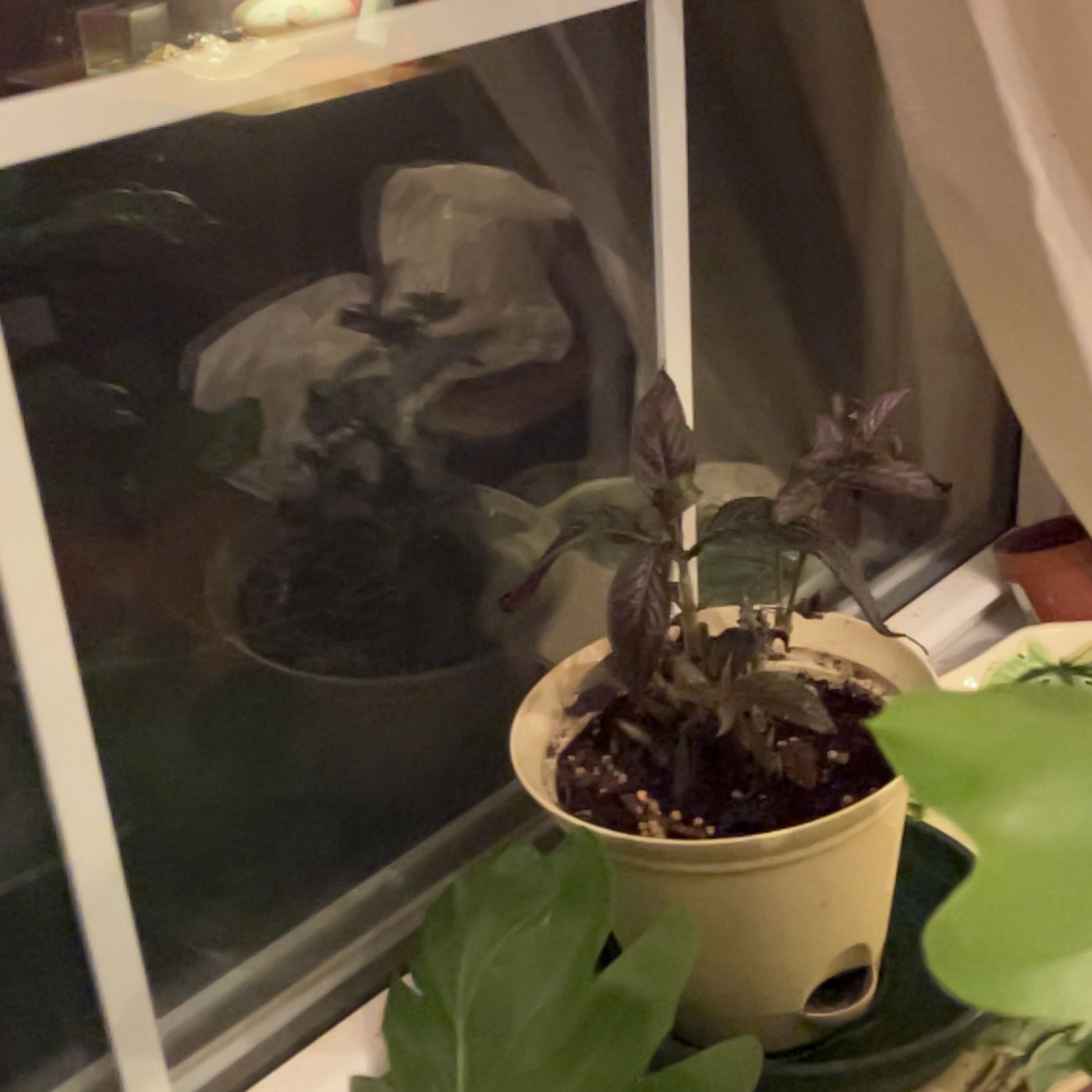 Healthy potted Herbst's Bloodleaf plant with large glossy purple leaves on a windowsill, a hand holding a leaf to showcase the plant.