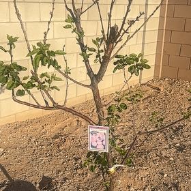 Photo of the plant species Blenheim Apricot Tree by @SuppleCassava43 named Rihanna on Greg, the plant care app