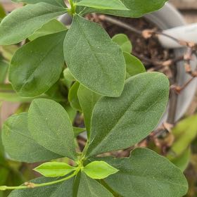 Photo of the plant species Ceylon Spinach by @SaintlyLilac89 named Lola on Greg, the plant care app