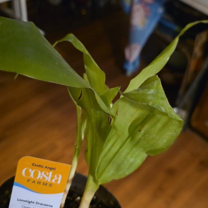 Photo of the plant species Dracaena Limelight by @LeadSucc15 named Nemo on Greg, the plant care app