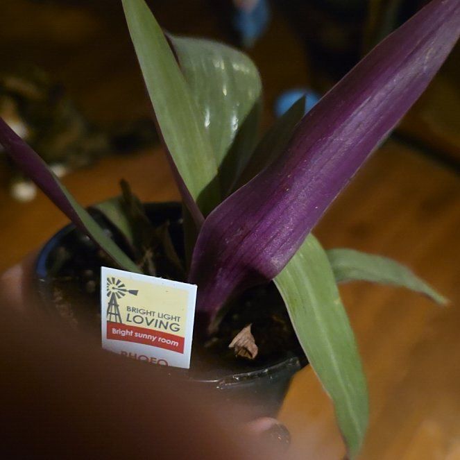 Photo of the plant species Rhoeo Golden by @LeadSucc15 named Marley on Greg, the plant care app