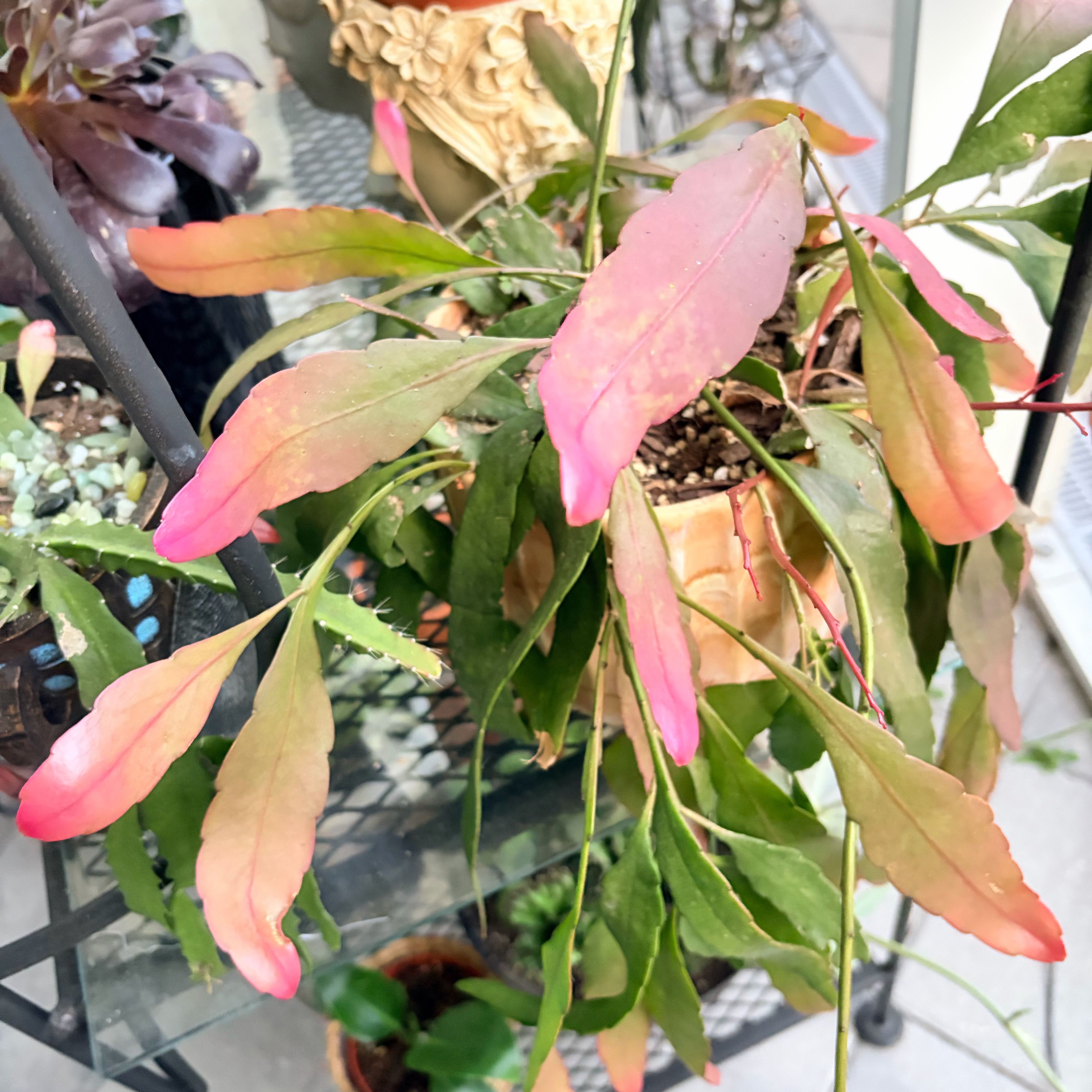 Photo of the plant species Red Mistletoe by @MarkedBonsai84 named Tree Diddy on Greg, the plant care app