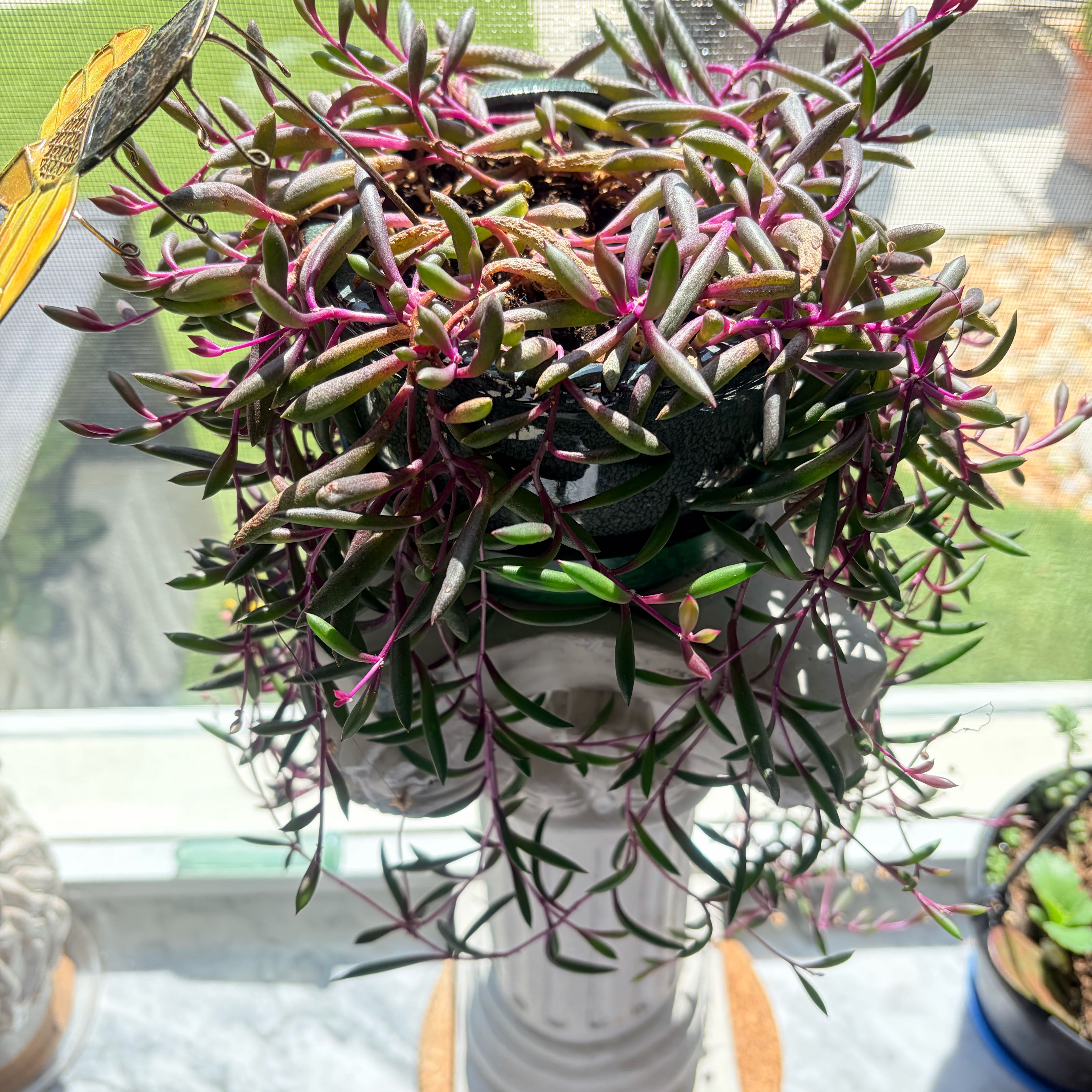 Photo of the plant species Ruby Necklace by @MarkedBonsai84 named Fernie Saunders on Greg, the plant care app