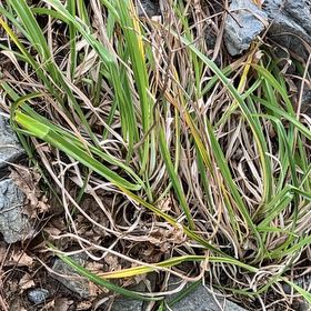 Photo of the plant species Pampas Grass by @RestfulFeijoa20 named Xena on Greg, the plant care app