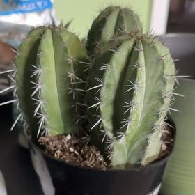 Photo of the plant species Polaskia chichipe by @MotherWoreya named Dougtrio on Greg, the plant care app