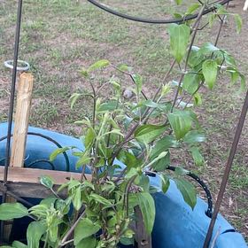 Photo of the plant species Crimson Clematis by @HeadJicaro53 named Coco on Greg, the plant care app