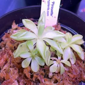 Photo of the plant species Pinguicula Pirouette by @PlenteousAlbo27 named Ping on Greg, the plant care app