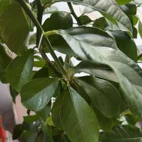 Photo of the plant species Lime Tree by @AwaitedLilac85 named Sigmund on Greg, the plant care app