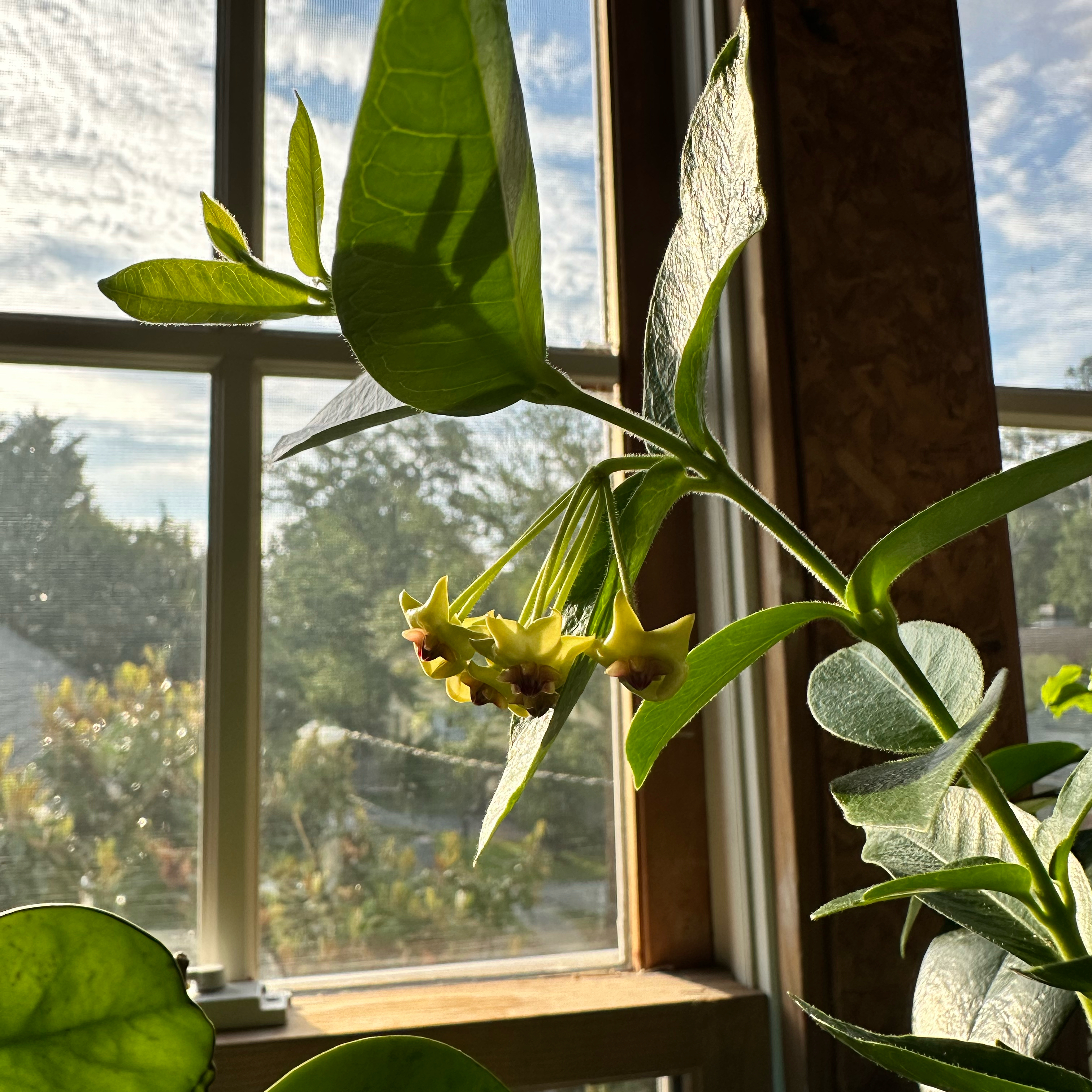 Photo of the plant species Hoya densifolia by Lisa named Desi on Greg, the plant care app