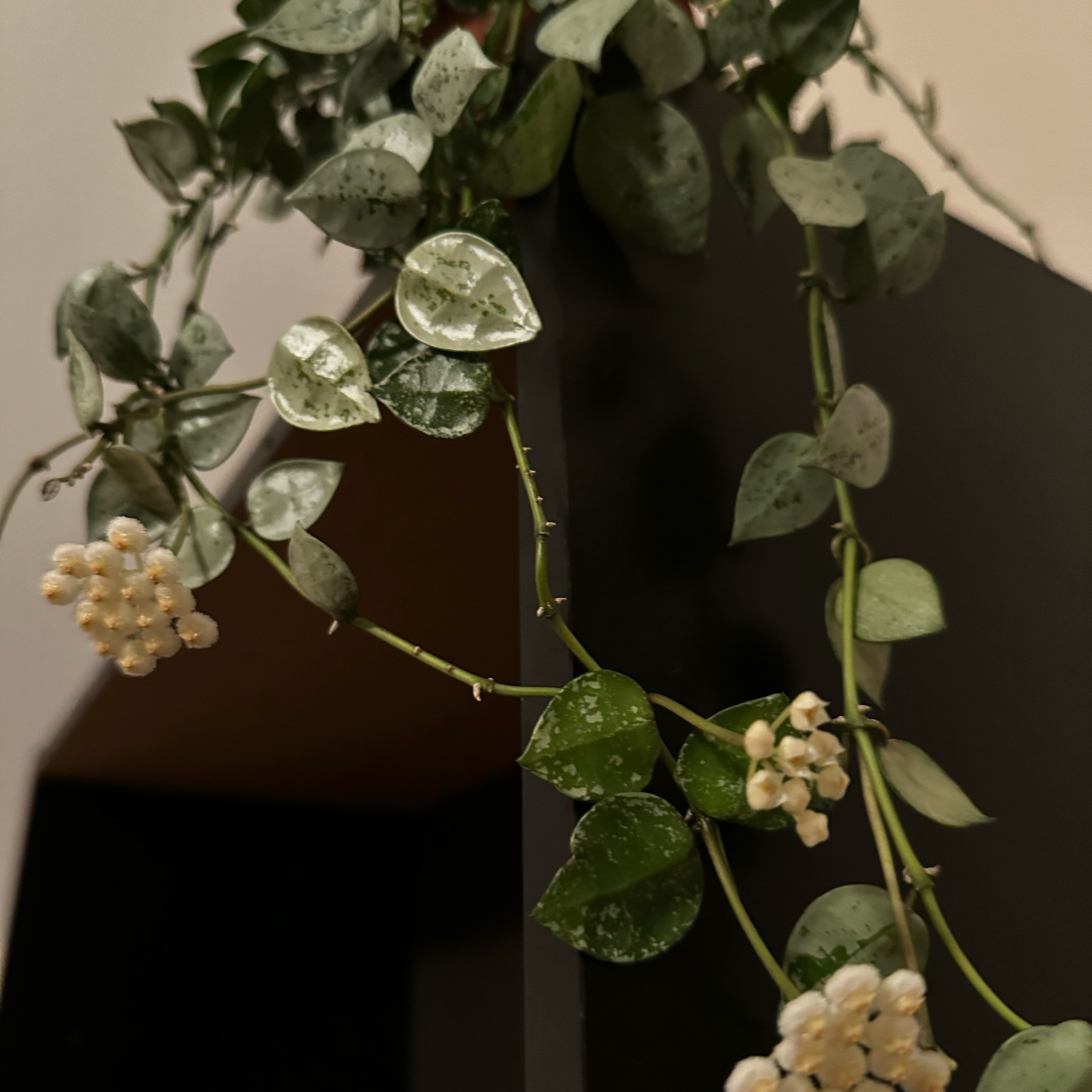 Trailing Super Silver Hoyaa Krohniana with heart-shaped leaves and white flowers.
