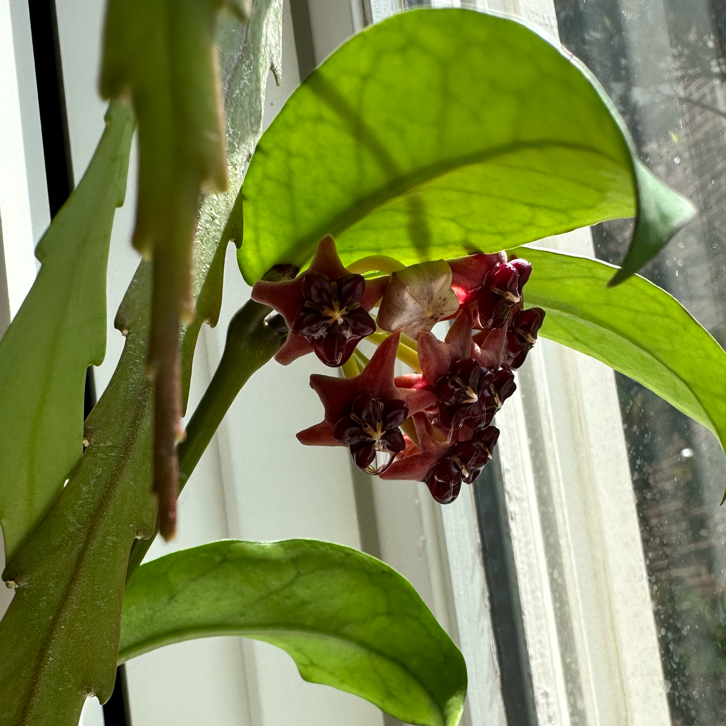 Photo of the plant species Hoya lobbii by Lisa named Lobi on Greg, the plant care app
