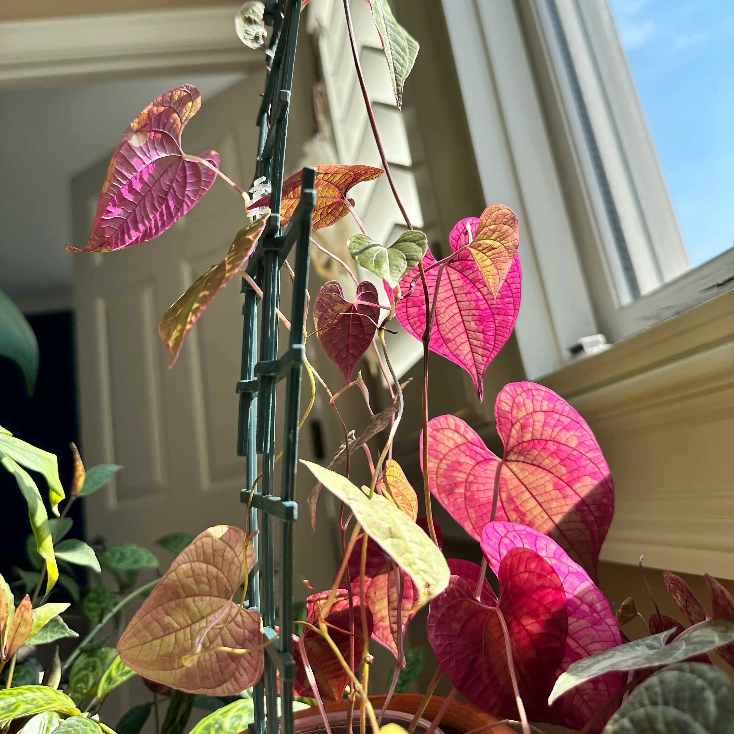 Photo of the plant species Ornamental Yam by Lisa named Yami on Greg, the plant care app