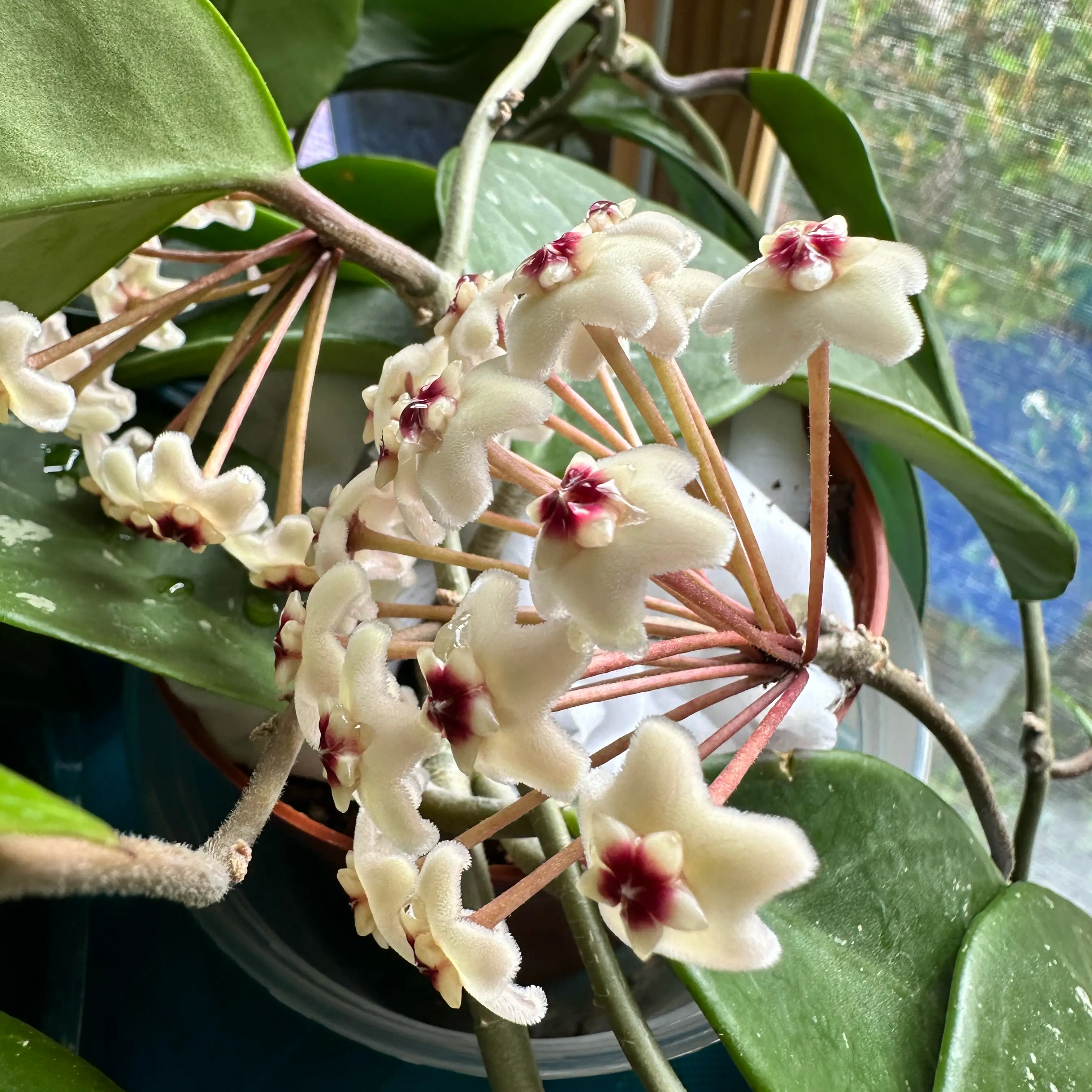 Photo of the plant species David's Green Cup by Lisa named Dave on Greg, the plant care app