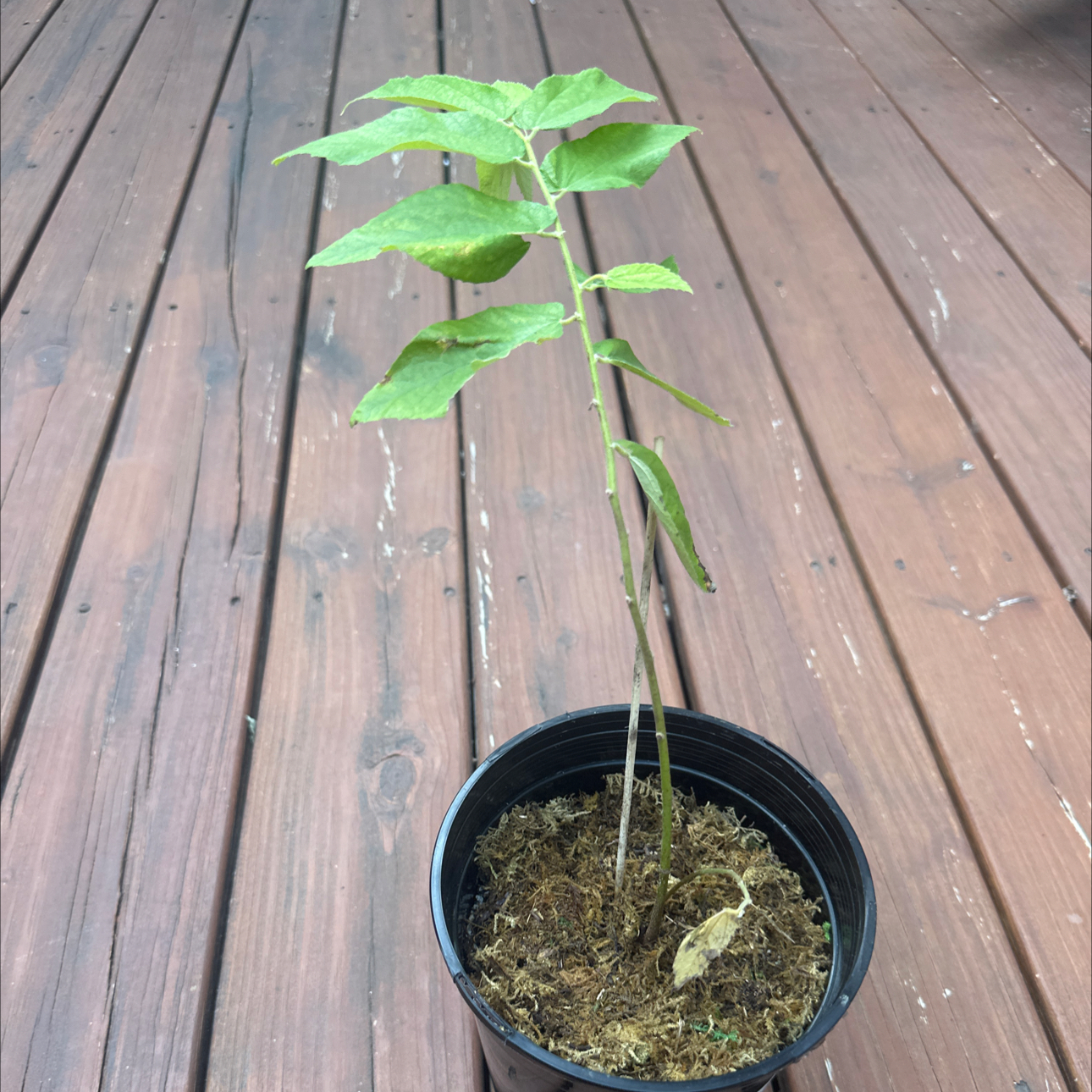 Photo of the plant species Muntingia by Lisa named Rasta on Greg, the plant care app