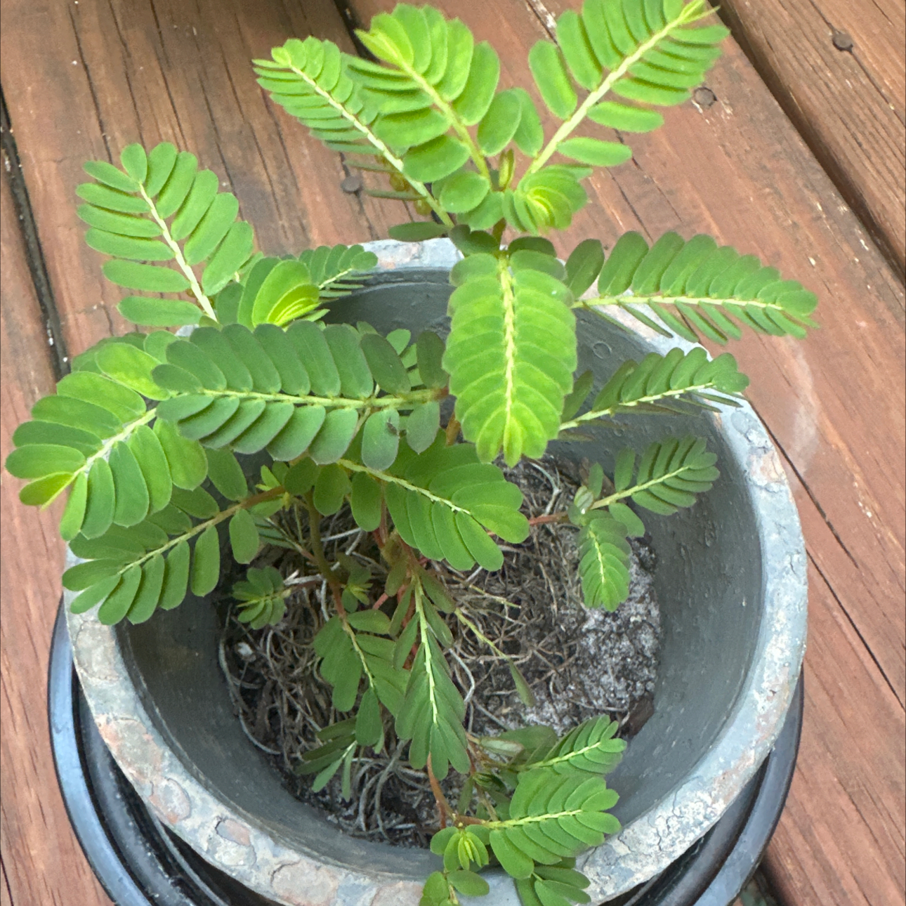 Photo of the plant species Chanca Piedra by Lisa named Chi on Greg, the plant care app