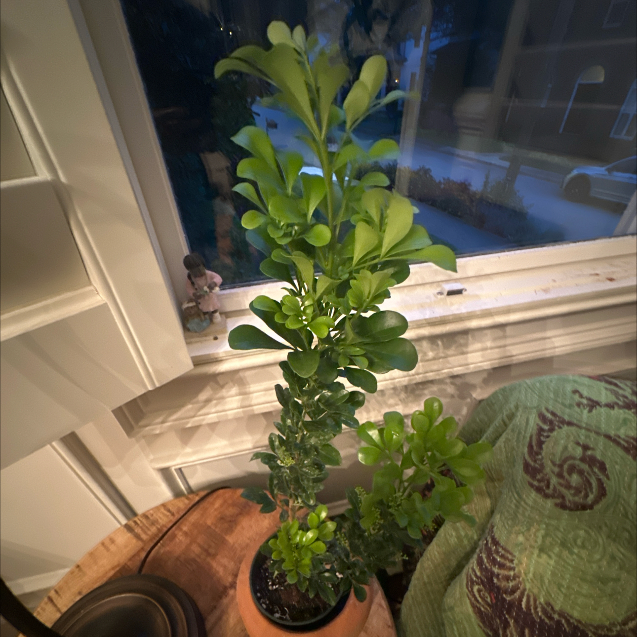 Photo of the plant species Chinese Perfume Plant by Lisa named Adora on Greg, the plant care app