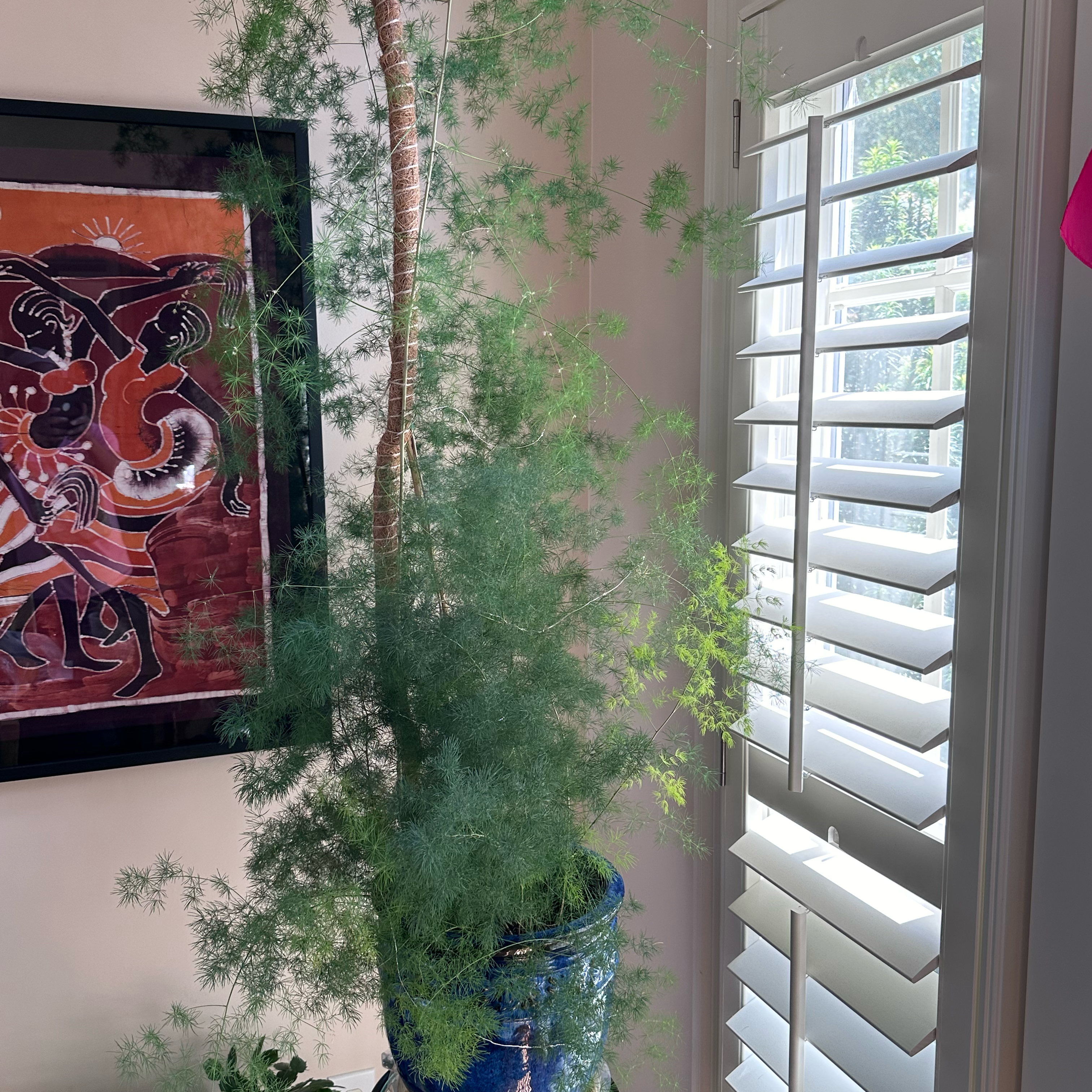 Ming Fern plant indoors near a window with shutters, healthy green foliage.