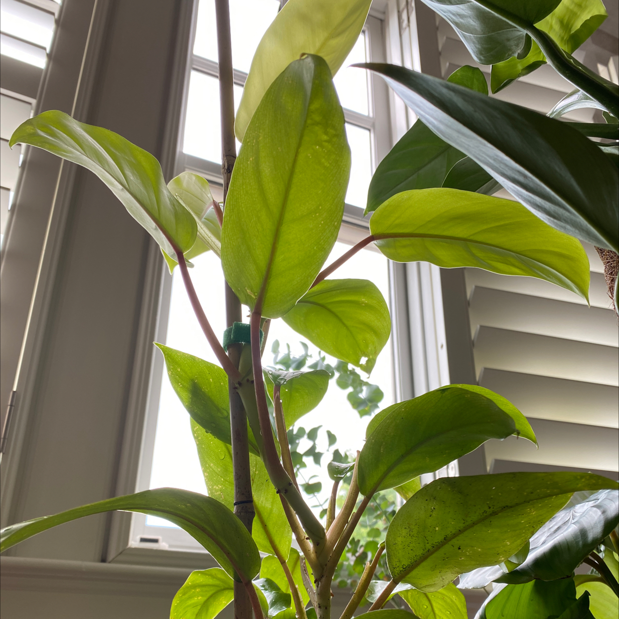 Golden Goddess Philodendron with vibrant green leaves in front of windows.