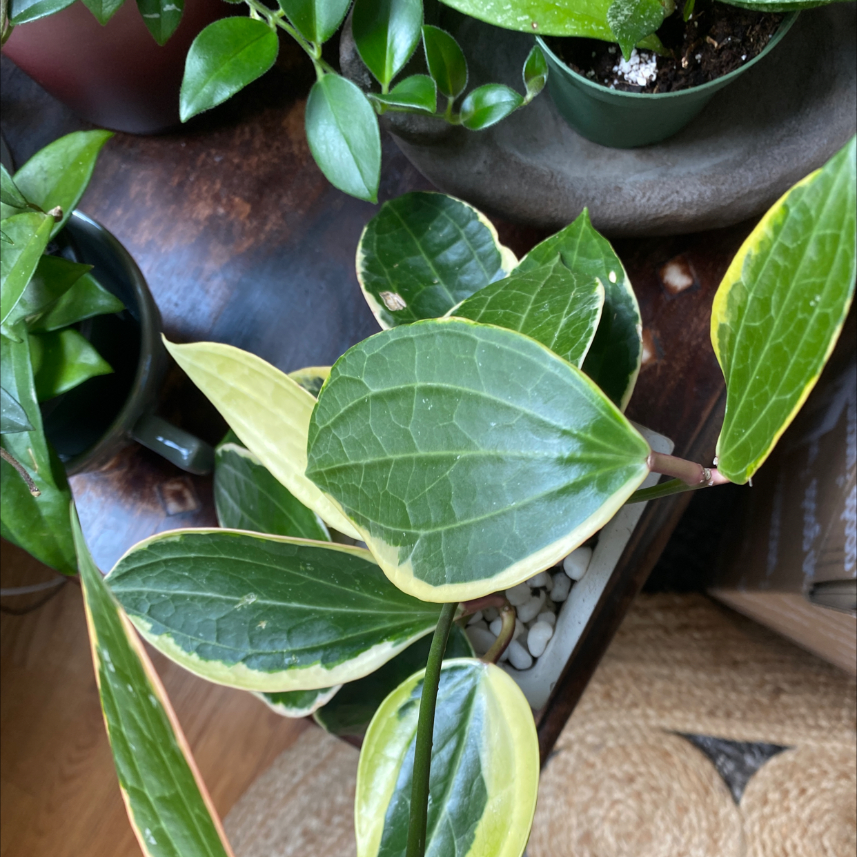 Hoya macrophylla 'Albomarginata' plant with variegated leaves, well-framed and healthy.