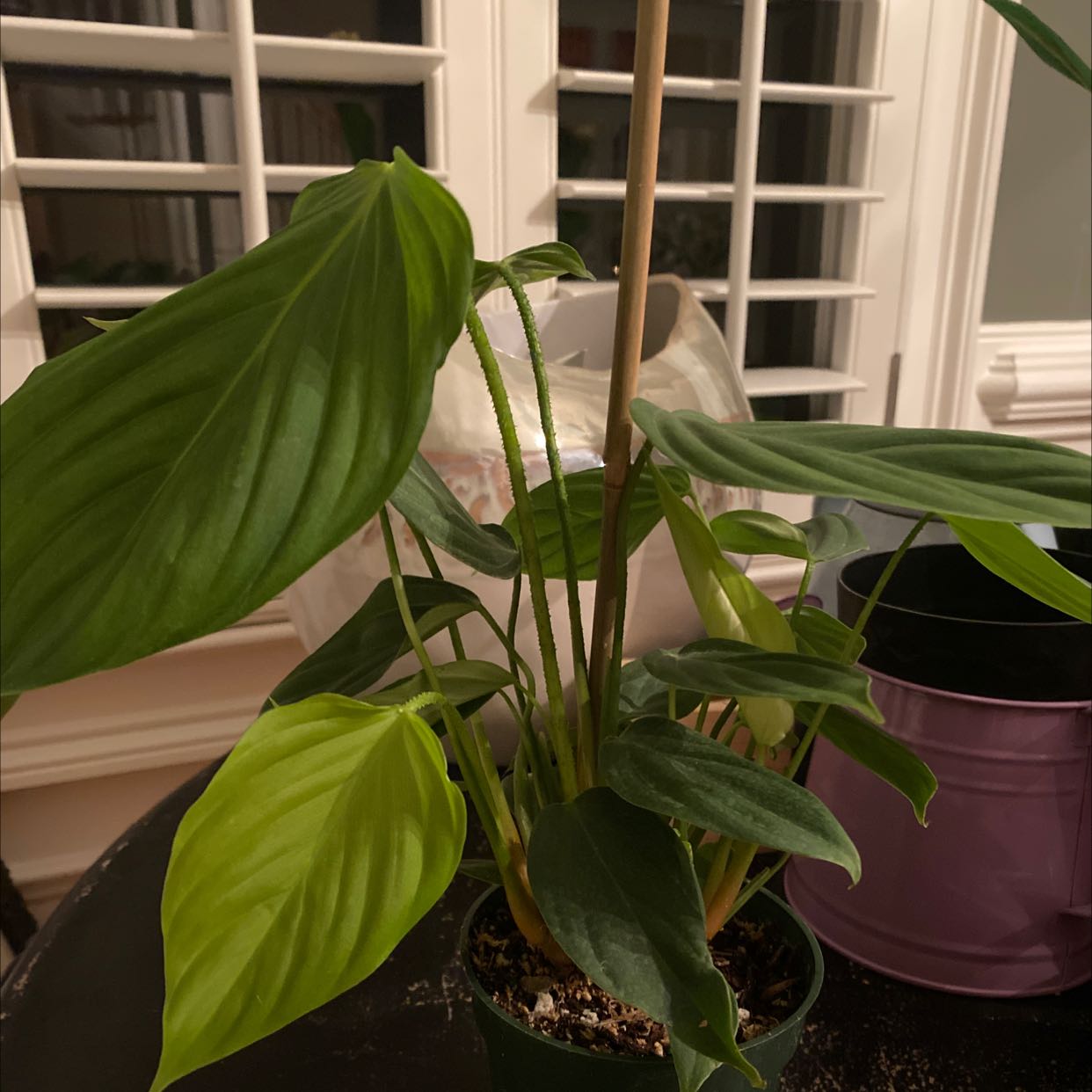 Photo of the plant species Philodendron 'Fuzzy Petiole' by Lisa named Big Fuzzy on Greg, the plant care app