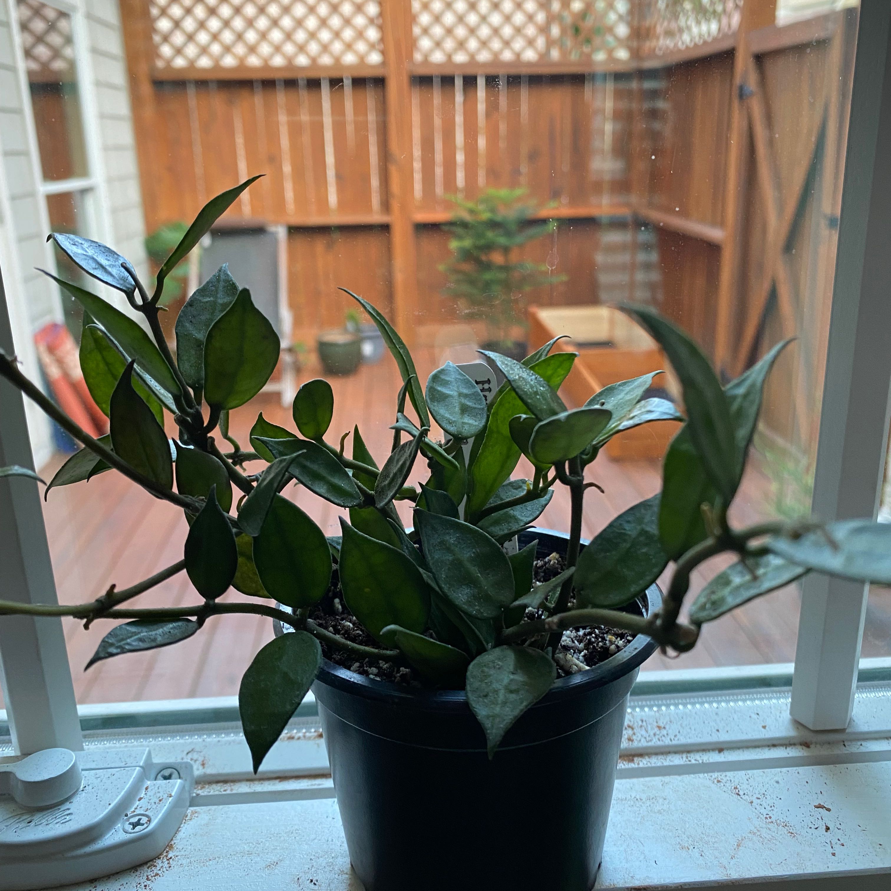 Potted Hoya lacunosa plant on a windowsill with dark green leaves.