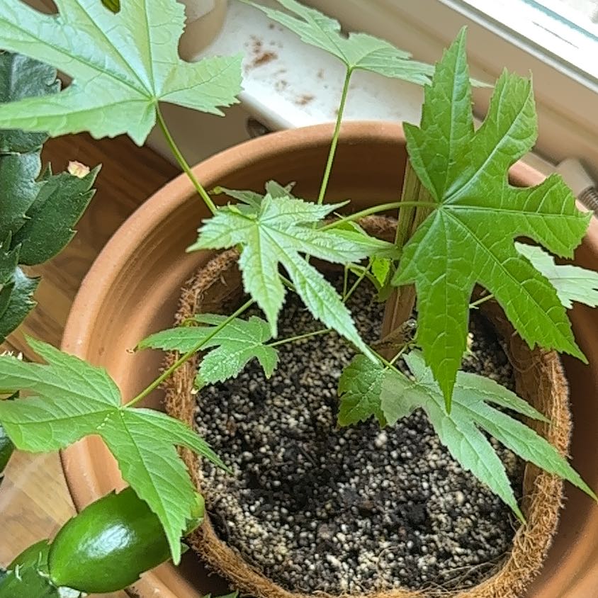 Photo of the plant species Abutilon Pictum by Lisa named Lana on Greg, the plant care app