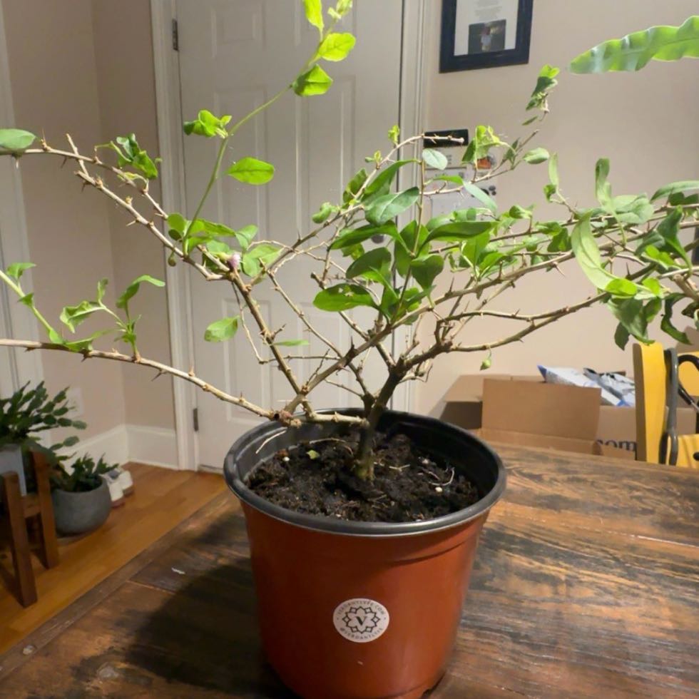 Photo of the plant species Big Lifeberry® Goji Berry Plant by Lisa named Jiji on Greg, the plant care app