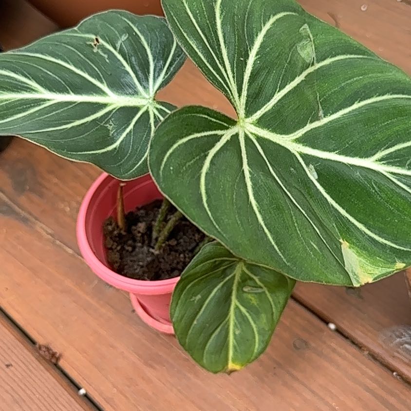 Photo of the plant species Philodendron gigas by Lisa named Annie on Greg, the plant care app