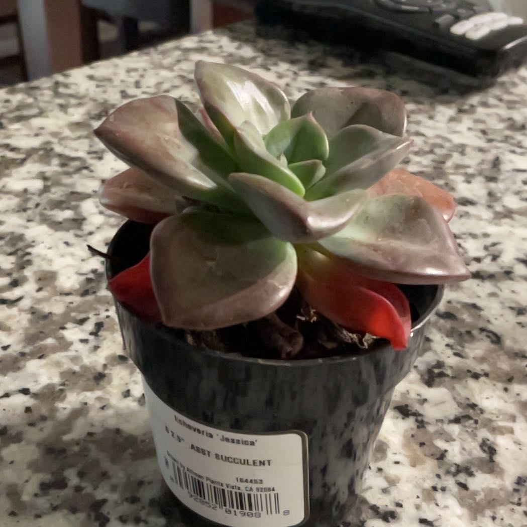 Photo of the plant species Echeveria Jessica by @UnopposedMint89 named Michelle Branch on Greg, the plant care app