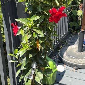 Photo of the plant species Madinia® Deep Red Mandevilla by Alisa named Madie on Greg, the plant care app