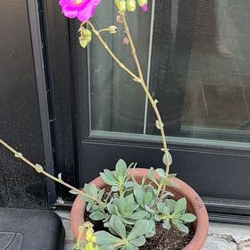 Photo of the plant species Rock Purslane Calandrinia spectabilis by Alisa named Callie on Greg, the plant care app