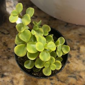 Photo of the plant species Portulacaria afra 'Prostrata Variegata' by @BoldBibi80 named Miley on Greg, the plant care app