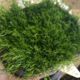 Photo of the plant species Irish Moss by @BoldBibi80 named Luna on Greg, the plant care app