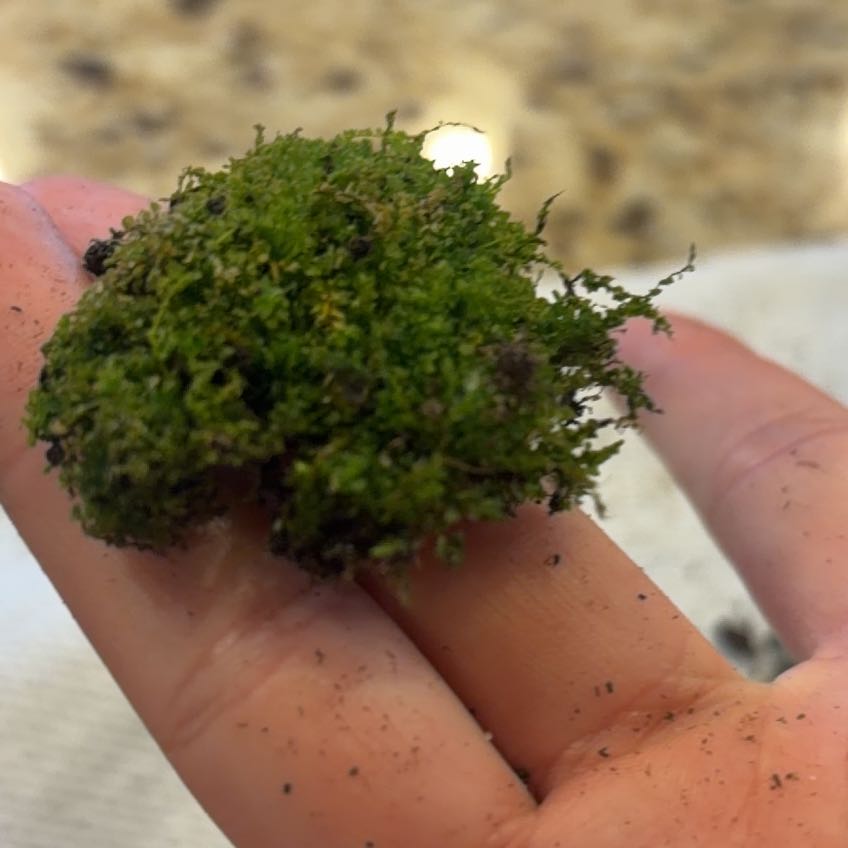 Photo of the plant species Cladophora columbiana by @BoldBibi80 named Dolores on Greg, the plant care app
